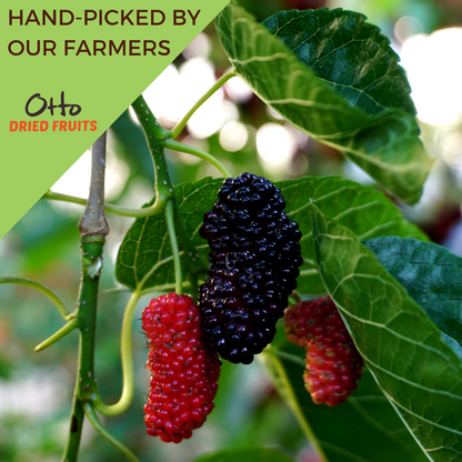 Dried Turkish Mulberries 8 oz. (227g)